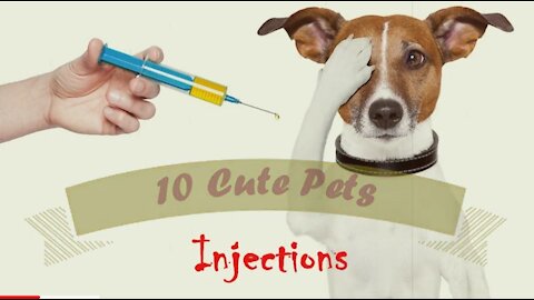 10 Cute Petss for Injection😂