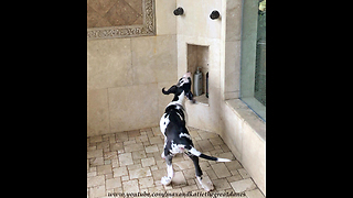 Playful Great Dane Puppy Enjoys His First Shower