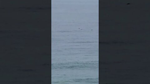 Dolphins swimming & leaping out of the ocean #dolphins #leaping #breaching #fins #ocean #goldcoast