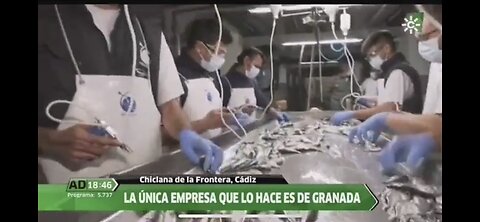 WTF - Werkers Injecting Fish Routinely In Spain