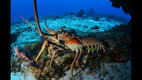 Underwater hunting amazing skills!! GIANT lobsters !! WOW!!