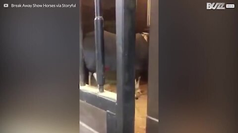 Cette adorable petite fille lit chaque jour une histoire à ce cheval