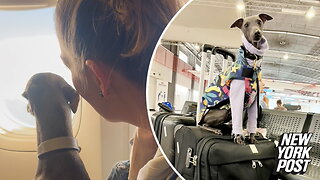 Pampered pooch's $6K trip around Europe is dog-gone crazy