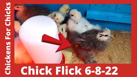 Chick Flick June 8, 2022 Silkie, Cochin, & Polish Chicks Growing