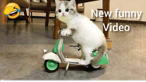 2024 new funny animal video ||cat,dog funny video ||hilarious animal video 😂🤣
