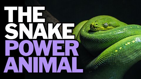 The Snake Power Animal