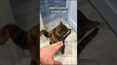 How to comfort an angry cat 😿😿😿#funnyanimals #cute #tiktok #funnyvideos #cat