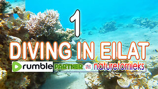 Diving in Eilat Part-1