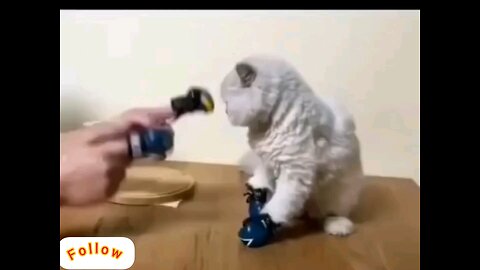 boxer cat 🥱😂 interesting video