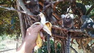 Um pouco da natureza, Sagui real não é de cimento #artesanatos