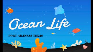 Ocean Life - Port Aransas Texas | 4k DrOne, Padre Island