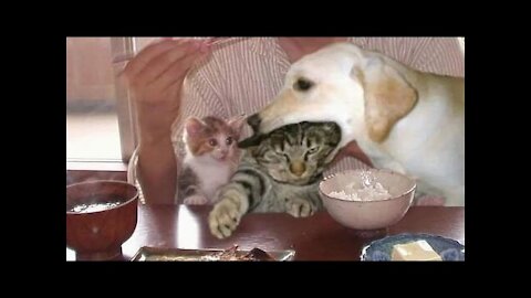 Cutest Animals Ever 🐶 Awesome Funny Pet Animals compilation