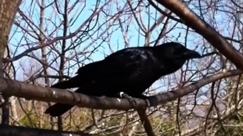 Rescued baby crow returns to family one year later