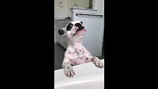 Hilarious Doggy Has Epic Meltdown For The Camera