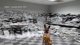 Police dog sniffs out $10M worth of marijuana