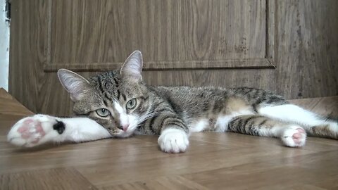 Tabby Cat Sleeps on the Floor