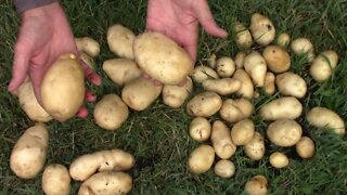 Harvesting Kennebec Potatoes Grown In A 10 Gallon Grow Bag