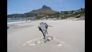 Clifton beaches open again after 9m humpback whale carcass washes ashore