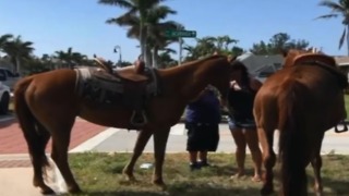 Horse killed, another injured in St. Lucie County roadway incident