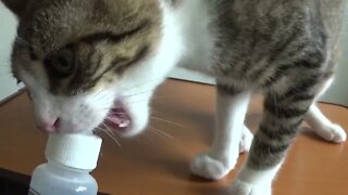 Cute Kitten Bites the Baby Bottle