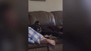 Does This Dog Love or Hate Music?
