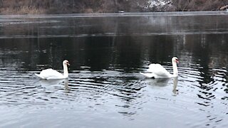 Swan dance at High park-Toronto