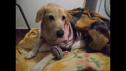 Granny Dog protecting Guinea Pig Babies