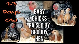 23 Day Old Chicks Raised By Broody Hen— They Aren’t Chicks Anymore