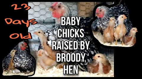 23 Day Old Chicks Raised By Broody Hen— They Aren’t Chicks Anymore