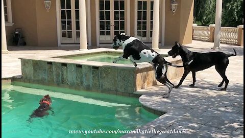 Great Danes Have Pool Party Birthday Fun With German Pointer