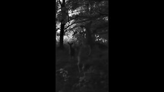 Deer Walks on 2 Feet?!?