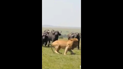 Lion saves wife from 100 buffaloes