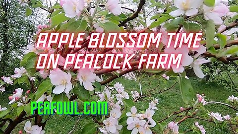 Apple Blossom Time On Peacock Farm, Peacock Minute, peafowl.com