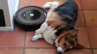 Hund bliver kløet på maven af en Roomba