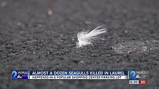 Police: Someone purposely spilled popcorn at Laurel shopping center just to kill seagulls