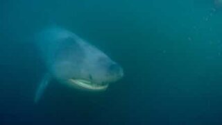 Tubarão-frade gigante filmado em Gairloch na Escócia