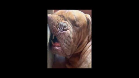 funny animals super funny cats and dogs videos 2022.