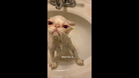 Cat having a bath