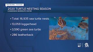 Loggerhead Marinelife Center records third-highest sea turtle nest count since surveying began