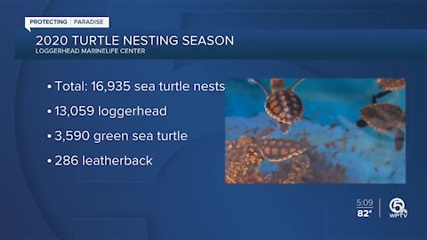 Loggerhead Marinelife Center records third-highest sea turtle nest count since surveying began