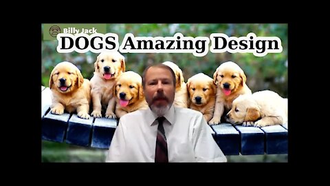 Dogs - Awesome Design By An Awesome God (Part 1)