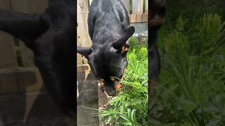 Cute Rottweiler goes for a walk #shorts #short #viral #trending #subscribe