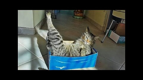 CATS are the King of ANIMAL COMEDY😹 Best FUNNY CAT videos 2024