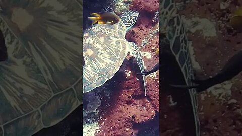 Sea turtle on a coral reef #shorts #relaxingmusic #seaturtles