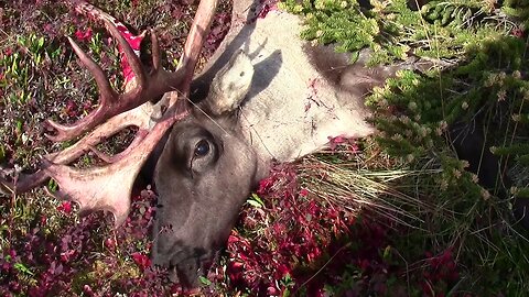 Alaska Caribou Hunt