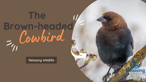 The Brown-headed Cowbird : A Parasitic Bird