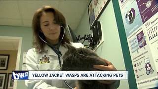 Yellow jackets attacking pets