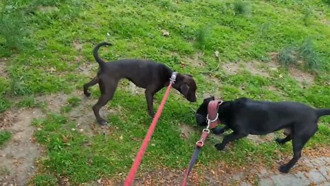 FULL SPECIAL: LURCHER BULL/ PATTERDALE. Fell Terrier, American Pitbull Terrier, Irish Staffordshire