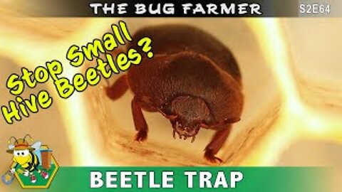 How to stop Small Hive Beetles? Installing the Guardian small hive beetle entrance on all hives.