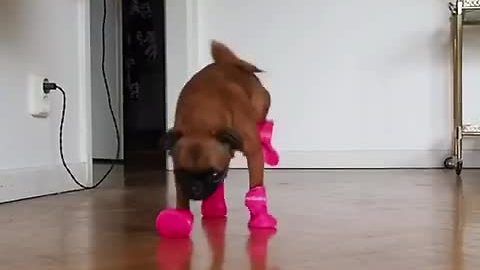 Puppy comically struggles to walk with new boots